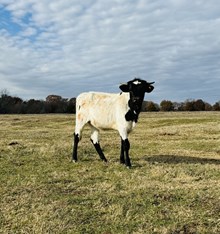 Heifer Calf Trish