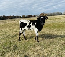 Heifer Calf Empress