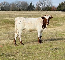 Heifer Calf Carmesi