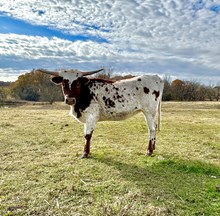 Heifer Calf Ribbon