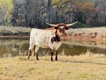 Heifer Calf Safari